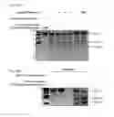 Fig. 59 - Methods and compositions or RNA-directed target DNA modification and for RNA-directed modulation of transcription