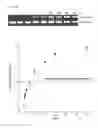 Fig. 35 - Methods and compositions for RNA-directed target DNA modification and for RNA-directed modulation of transcription