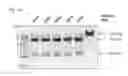 Fig. 24 - Methods and compositions for RNA-directed target DNA modification and for RNA-directed modulation of transcription