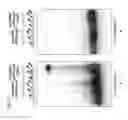 Fig. 48 - Methods and compositions for RNA-directed target DNA modification and for RNA-directed modulation of transcription