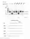 Fig. 50 - Methods and compositions for RNA-directed target DNA modification and for RNA-directed modulation of transcription
