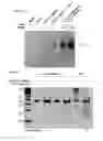 Fig. 58 - Methods and compositions for RNA-directed target DNA modification and for RNA-directed modulation of transcription