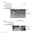 Fig. 59 - Methods and compositions for RNA-directed target DNA modification and for RNA-directed modulation of transcription
