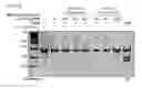 Fig. 61 - Methods and compositions for RNA-directed target DNA modification and for RNA-directed modulation of transcription