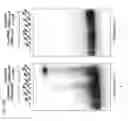 Fig. 48 - Methods and compositions for RNA-directed target DNA modification and for RNA-directed modulation of transcription
