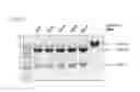 Fig. 24 - METHODS AND COMPOSITIONS FOR RNA-DIRECTED TARGET DNA MODIFICATION AND FOR RNA-DIRECTED MODULATION OF TRANSCRIPTION