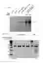 Fig. 58 - METHODS AND COMPOSITIONS FOR RNA-DIRECTED TARGET DNA MODIFICATION AND FOR RNA-DIRECTED MODULATION OF TRANSCRIPTION