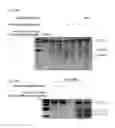 Fig. 59 - METHODS AND COMPOSITIONS FOR RNA-DIRECTED TARGET DNA MODIFICATION AND FOR RNA-DIRECTED MODULATION OF TRANSCRIPTION