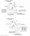 Fig. 01 - METHODS AND COMPOSITIONS FOR RNA-DIRECTED TARGET DNA MODIFICATION AND FOR RNA-DIRECTED MODULATION OF TRANSCRIPTION