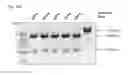 Fig. 24 - METHODS AND COMPOSITIONS FOR RNA-DIRECTED TARGET DNA MODIFICATION AND FOR RNA-DIRECTED MODULATION OF TRANSCRIPTION