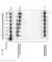 Fig. 31 - METHODS AND COMPOSITIONS FOR RNA-DIRECTED TARGET DNA MODIFICATION AND FOR RNA-DIRECTED MODULATION OF TRANSCRIPTION
