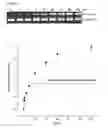 Fig. 35 - METHODS AND COMPOSITIONS FOR RNA-DIRECTED TARGET DNA MODIFICATION AND FOR RNA-DIRECTED MODULATION OF TRANSCRIPTION