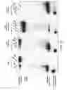 Fig. 37 - METHODS AND COMPOSITIONS FOR RNA-DIRECTED TARGET DNA MODIFICATION AND FOR RNA-DIRECTED MODULATION OF TRANSCRIPTION
