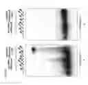 Fig. 48 - METHODS AND COMPOSITIONS FOR RNA-DIRECTED TARGET DNA MODIFICATION AND FOR RNA-DIRECTED MODULATION OF TRANSCRIPTION