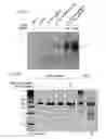 Fig. 58 - METHODS AND COMPOSITIONS FOR RNA-DIRECTED TARGET DNA MODIFICATION AND FOR RNA-DIRECTED MODULATION OF TRANSCRIPTION