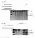 Fig. 59 - METHODS AND COMPOSITIONS FOR RNA-DIRECTED TARGET DNA MODIFICATION AND FOR RNA-DIRECTED MODULATION OF TRANSCRIPTION