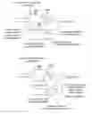 Fig. 01 - METHODS AND COMPOSITIONS FOR RNA-DIRECTED TARGET DNA MODIFICATION AND FOR RNA-DIRECTED MODULATION OF TRANSCRIPTION