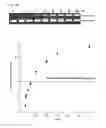 Fig. 35 - Methods and compositions for RNA-directed target DNA modification and for RNA-directed modulation of transcription