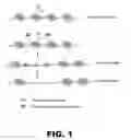 Fig. 02 - Using programmable DNA binding proteins to enhance targeted genome modification