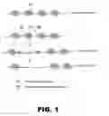 Fig. 02 - Using programmable DNA binding proteins to enhance targeted genome modification