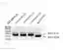 Fig. 05 - METHOD FOR PREPARING GENE KNOCK-IN CELLS
