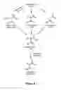 Fig. 04 - METHYLENEMALONIC ACID AND INTERMEDIATES, PROCESSES FOR THEIR PREPARATION AND ENGINEERED MICROORGANISMS