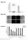 Fig. 16 - Methods for detecting mycobacteria with solvatochromic dye conjugates