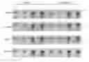 Fig. 01 - Detection of an amplification product using pH-sensitive dye