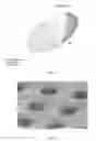 Fig. 02 - Electron microscopy