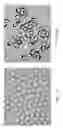 Fig. 09 - SYSTEMS INCLUDING JANUS DROPLETS