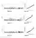Fig. 05 - Single nucleotide polymorphism (SNP) markers for L. and methods of use thereof in selection efficiency with breeding strategies