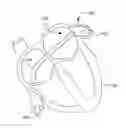 Fig. 01 - LEFT ATRIAL APPENDAGE OCCLUDER DEVICE