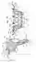Fig. 17 - Prosthetic valve with concentric frames