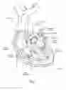 Fig. 02 - Devices, systems, and methods for reshaping a heart valve annulus