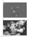 Fig. 01 - Particle size stabilization process