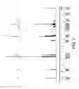 Fig. 08 - TREATMENT OF A HEMATOLOGIC MALIGNANCY WITH 2-(4-CHLOROPHENYL)-N-((2-(2,6-DIOXOPIPERIDIN-3-YL)-1-OXOISOINDOLIN-5-YL)METHYL)-2,2-DIFLUOROACETAMIDE