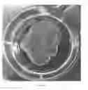 Fig. 07 - Compositions of Ascorbic Acid and Bone Morphogenetic Protein 4 (BMP-4) for Cell Growth and Uses Related Thereto