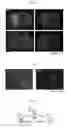 Fig. 02 - Malignant tumor target peptide