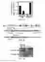 Fig. 02 - COMPOSITIONS AND METHODS FOR CARDIAC REPAIR
