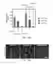 Fig. 06 - COMPOSITIONS AND METHODS FOR CARDIAC REPAIR