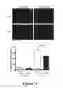 Fig. 12 - Methods and compositions for rejuvenating skeletal muscle stem cells