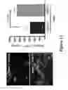 Fig. 16 - Methods and compositions for rejuvenating skeletal muscle stem cells