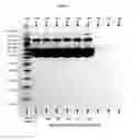 Fig. 02 - Pharmaceutical Compositions