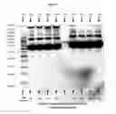Fig. 04 - Pharmaceutical Compositions