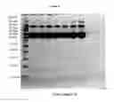 Fig. 06 - Pharmaceutical Compositions