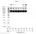 Fig. 07 - Pharmaceutical Compositions