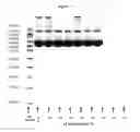 Fig. 08 - Pharmaceutical Compositions