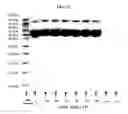 Fig. 09 - Pharmaceutical Compositions