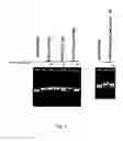 Fig. 03 - NUCLEIC ACID-ANTIGEN PEPTIDE CONJUGATE