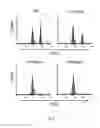 Fig. 06 - NUCLEIC ACID-ANTIGEN PEPTIDE CONJUGATE